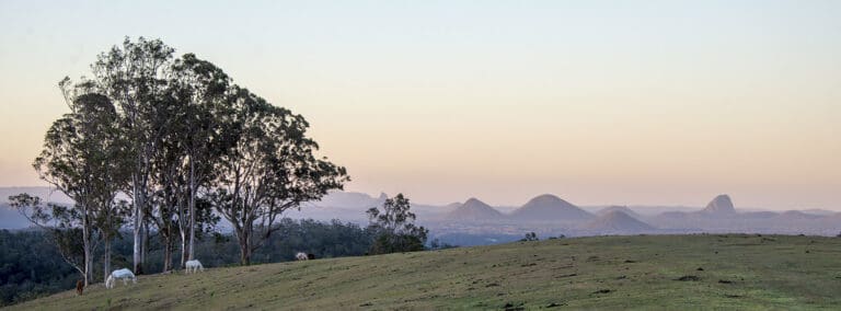 Pastel sunset over Glass House Mountains with horses in forground
