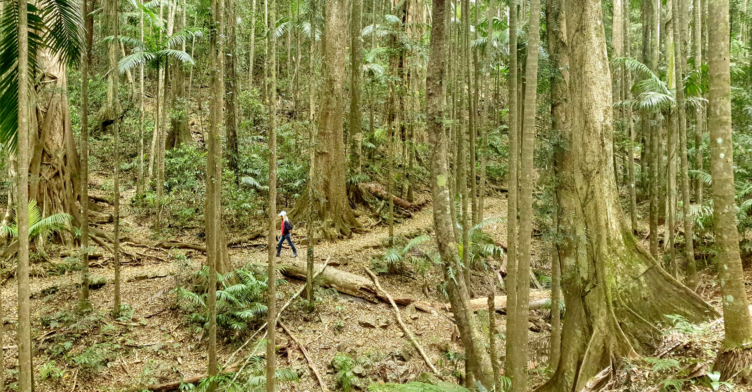 person walking a path through tall trees